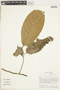 Gloeospermum grandifolium image