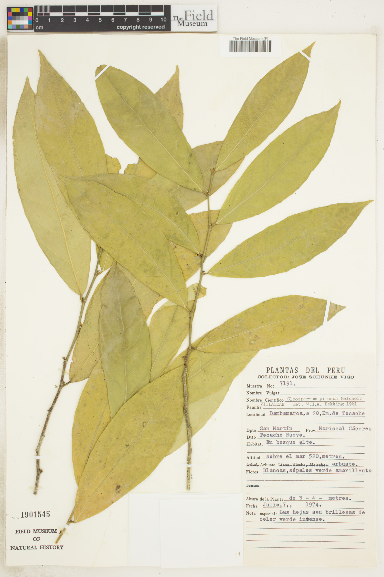 Gloeospermum pilosum image