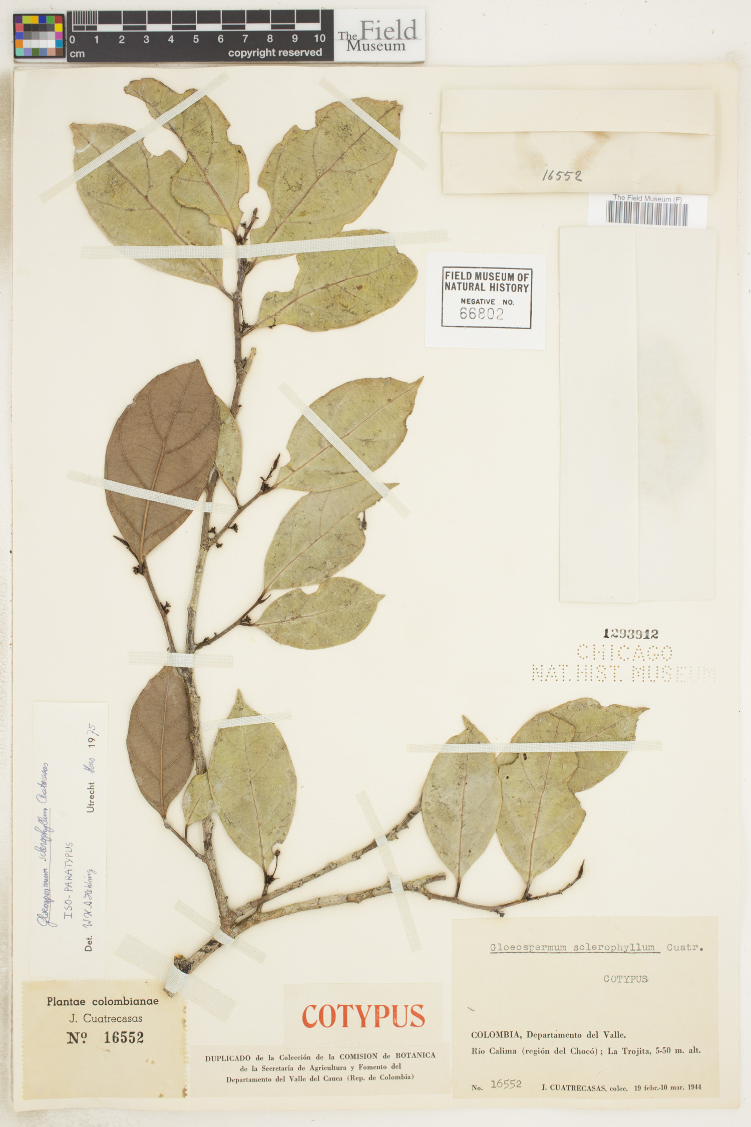 Gloeospermum sclerophyllum image