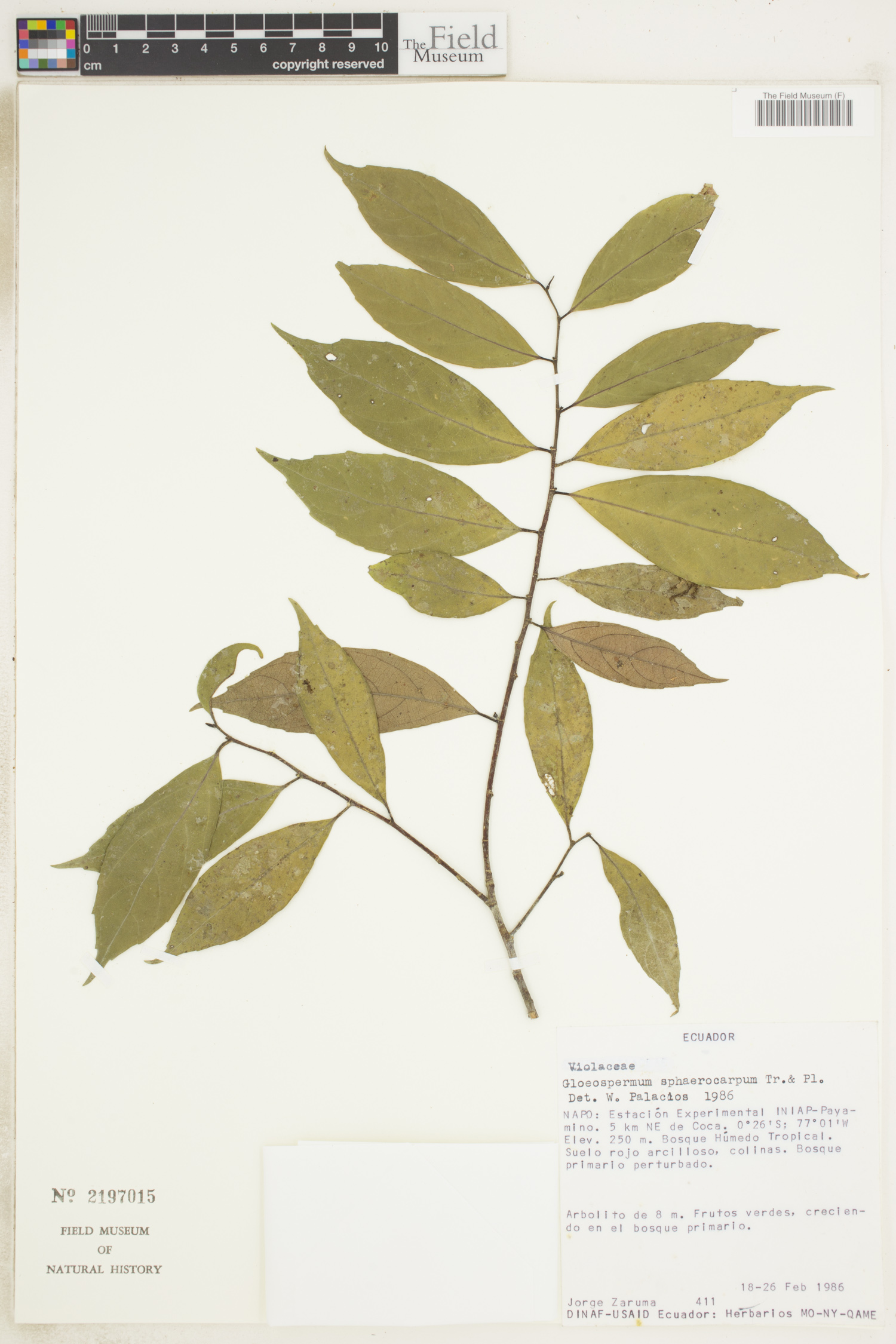Gloeospermum sphaerocarpum image