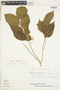 Gloeospermum sphaerocarpum image