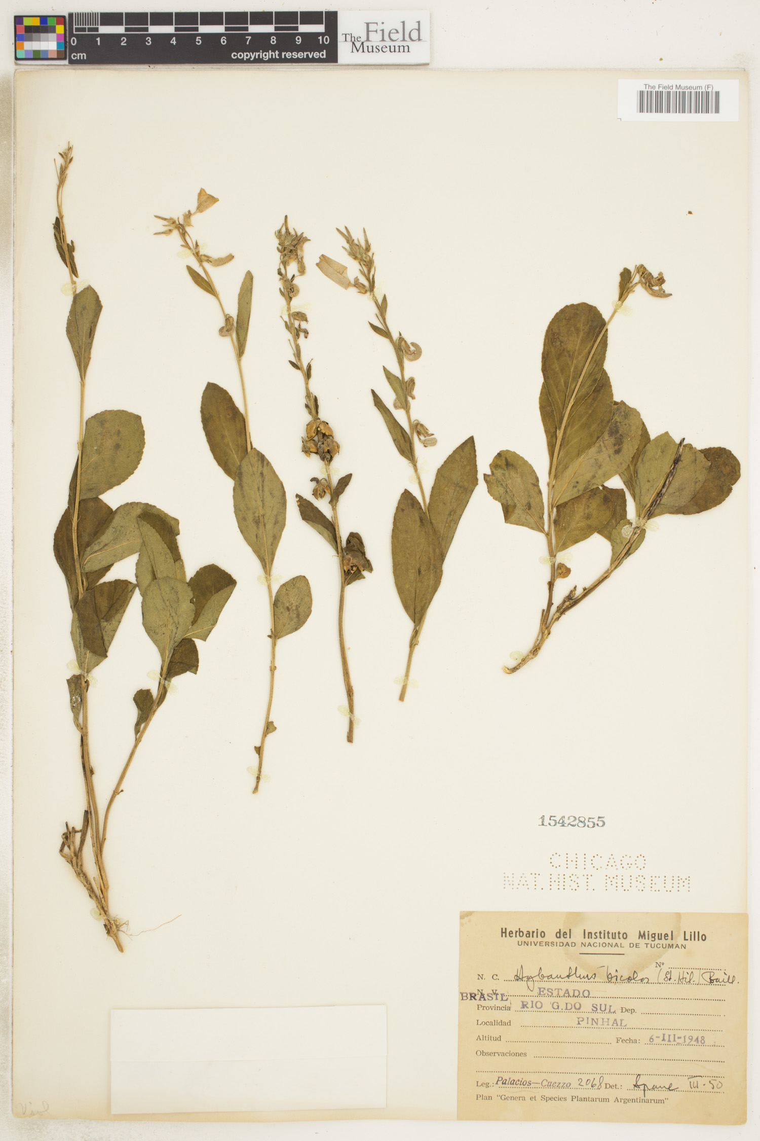 Pombalia bicolor image