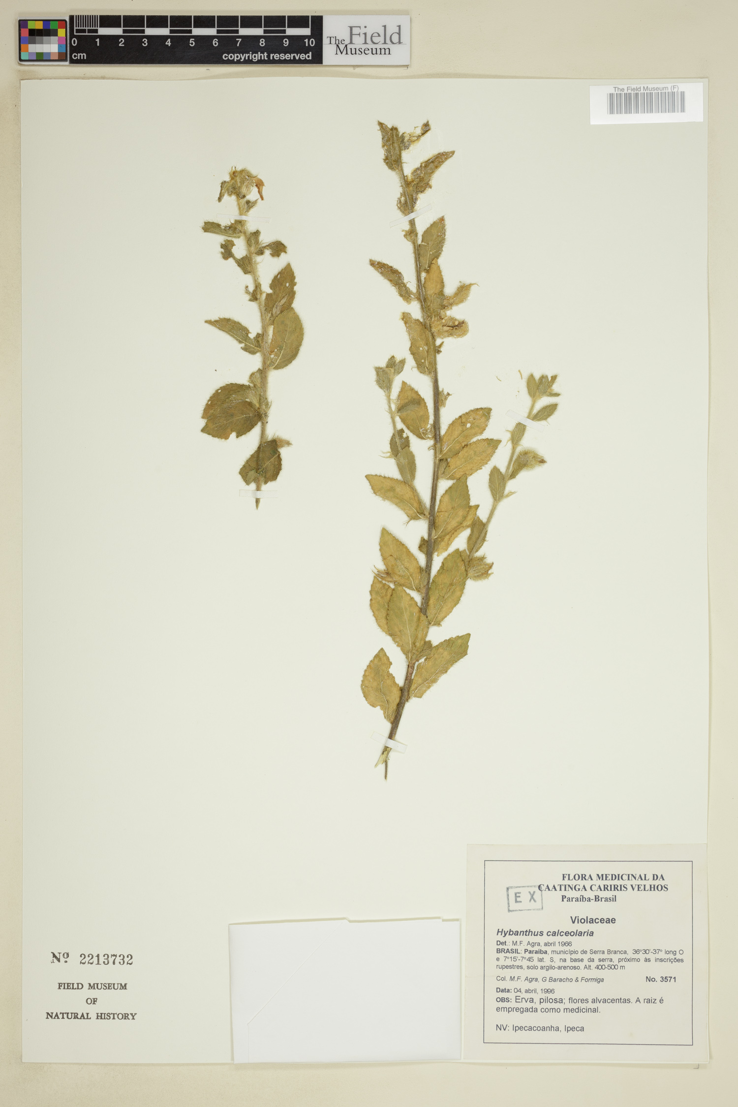 Hybanthus calceolaria image