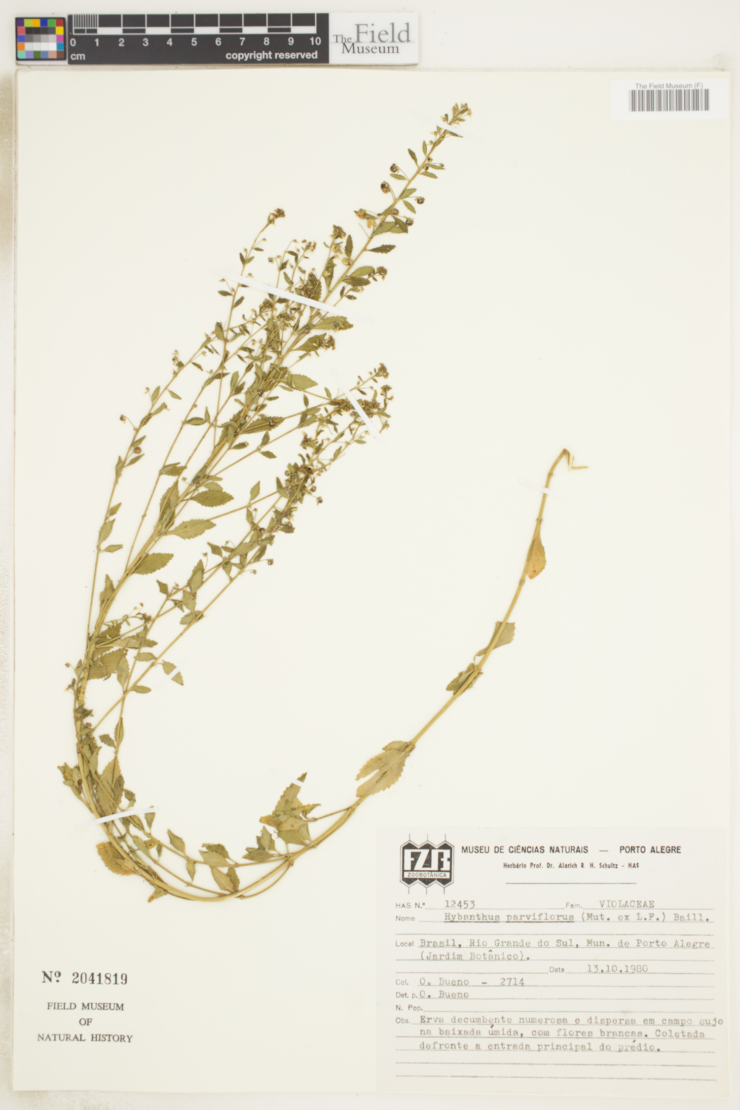 Hybanthus parviflorus image