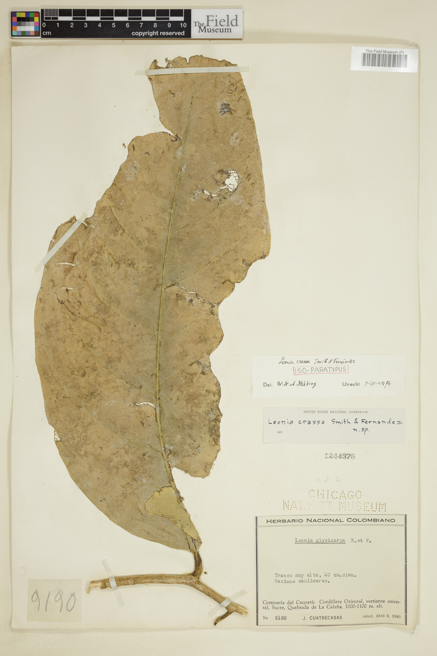 Leonia crassa image