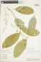Leonia glycycarpa var. racemosa image