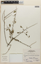 Schaefferia serrata image