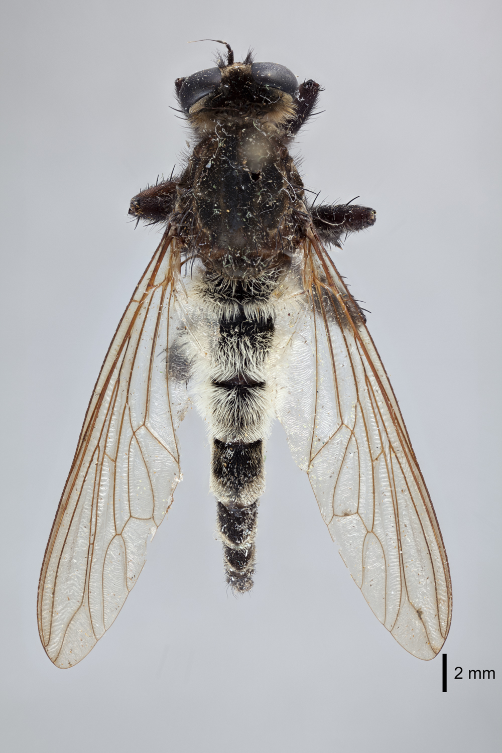 Promachus venustus