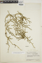 Lycopodiella steyermarkii image