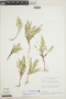 Selaginella erythropus image