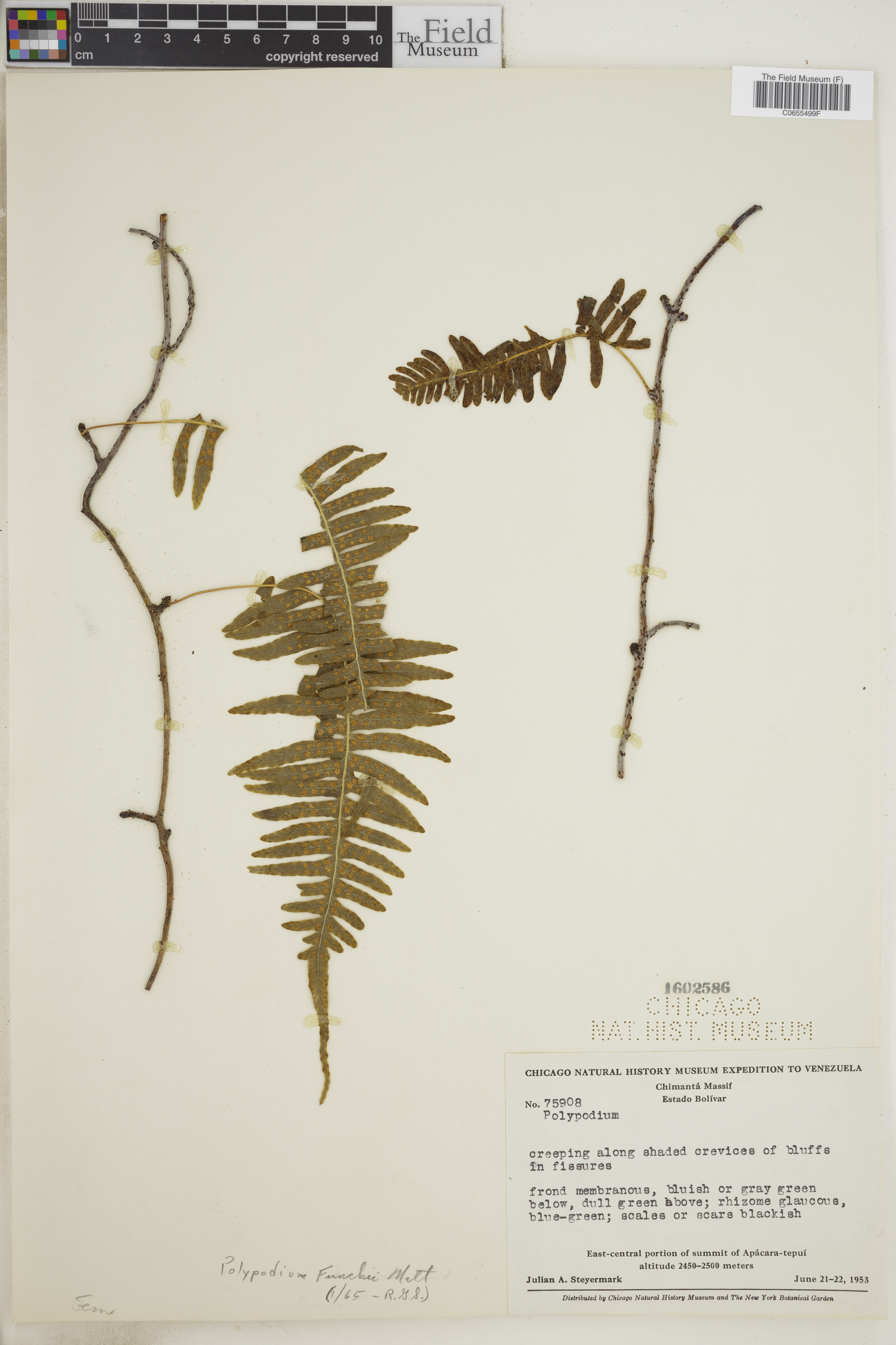 Polypodium funckii image