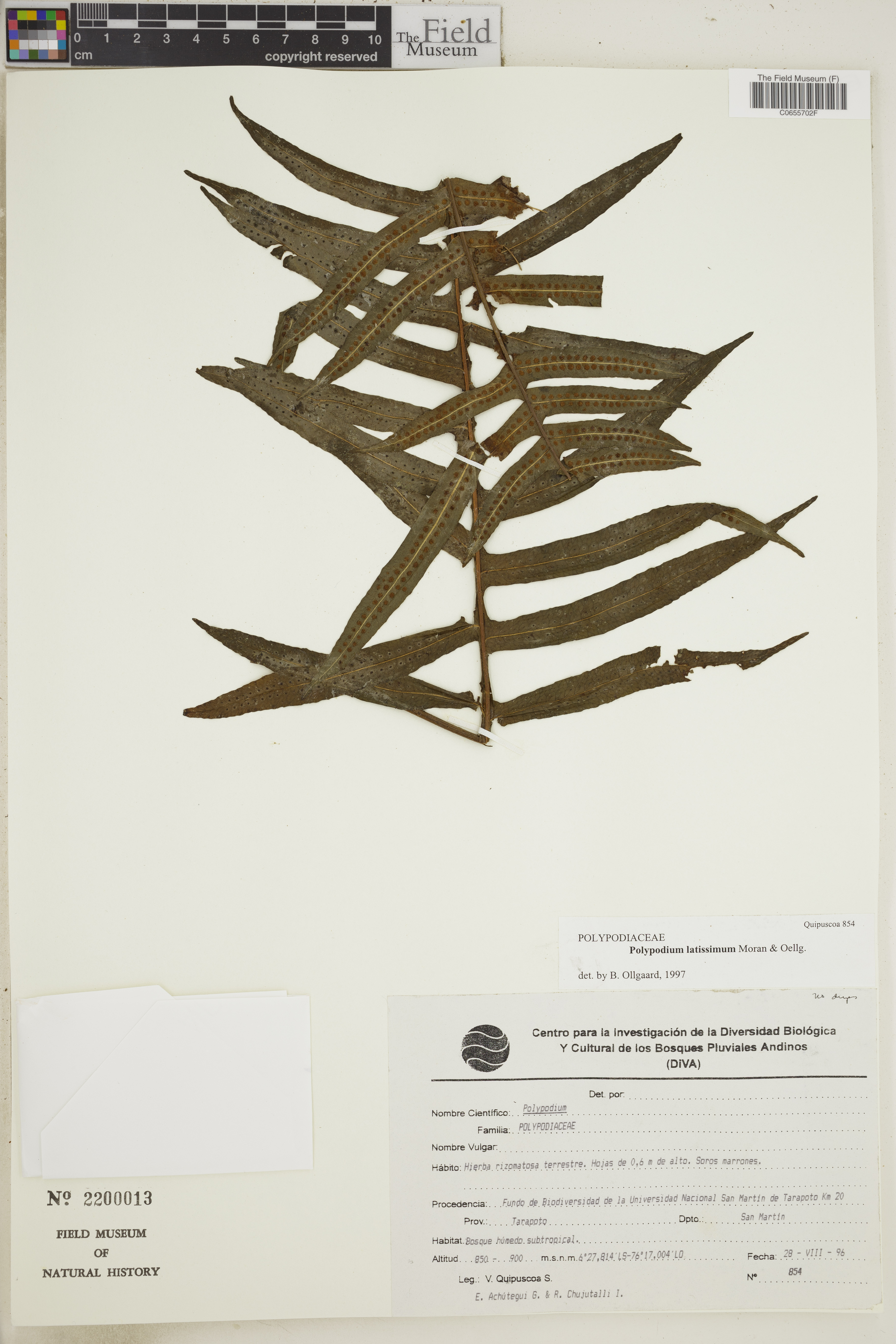Polypodium latissimum image