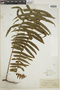 Polypodium loriceum image
