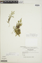 Selaginella acanthostachys image