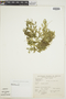 Selaginella brevifolia image