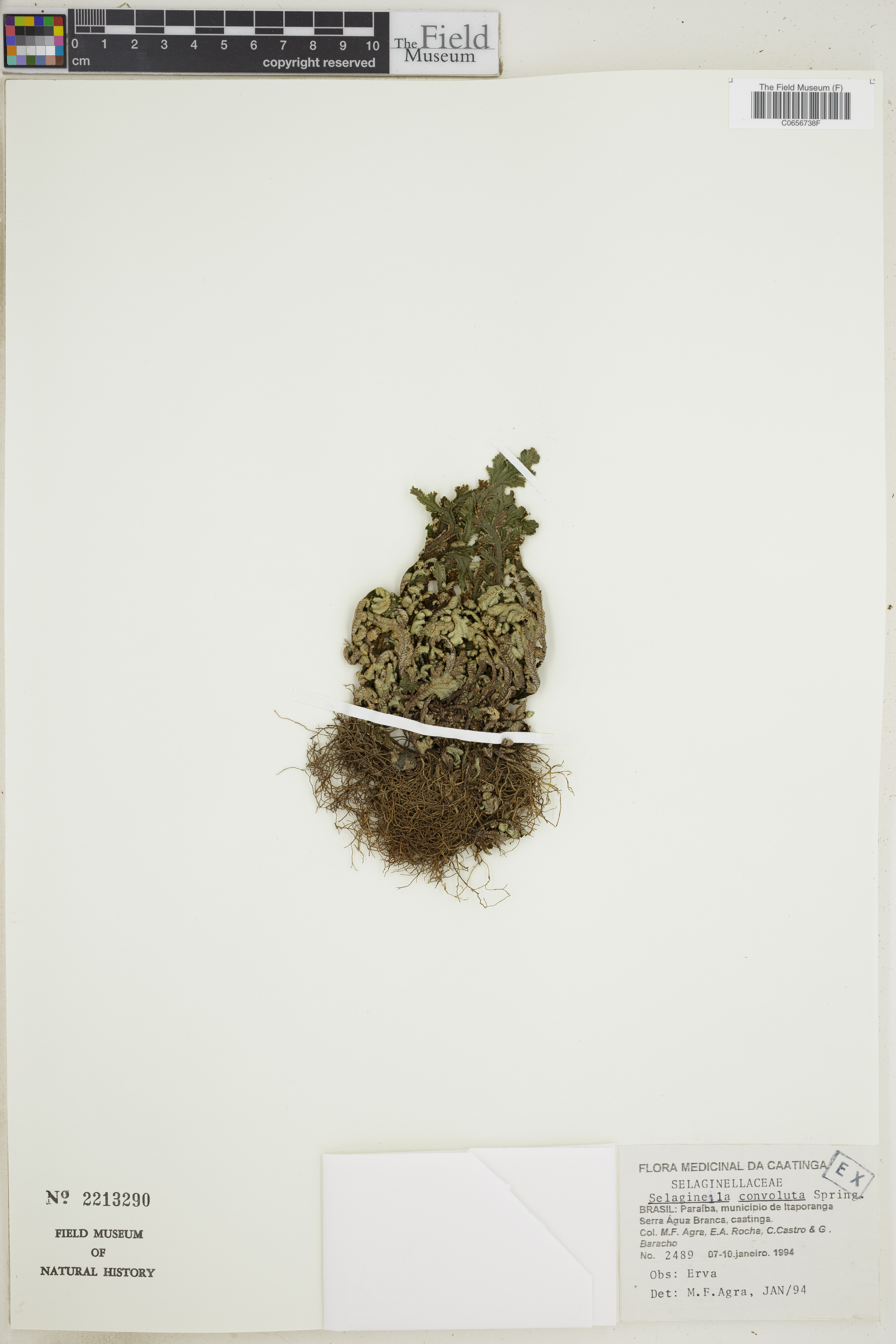Selaginella convoluta image