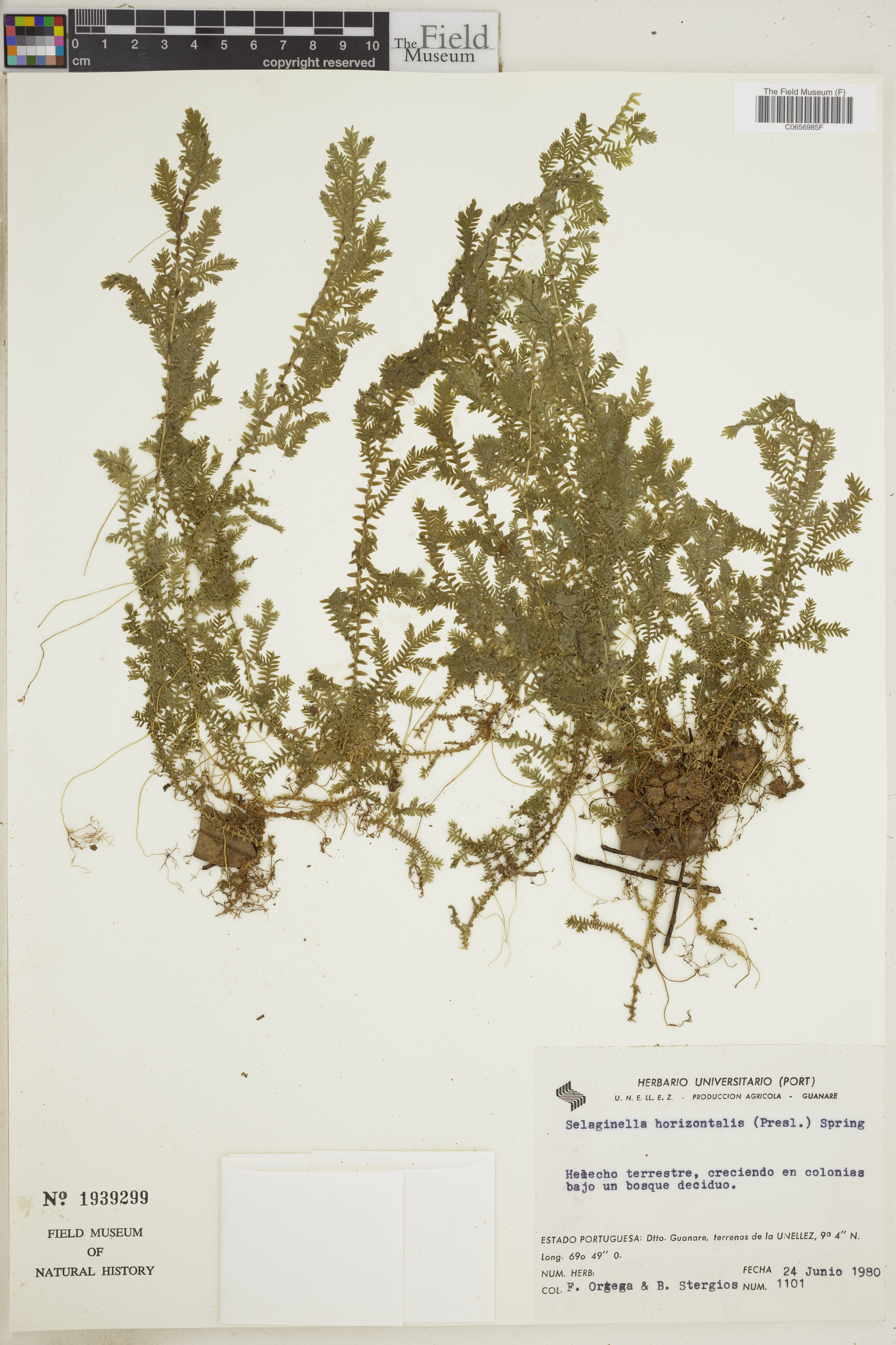 Selaginella horizontalis image