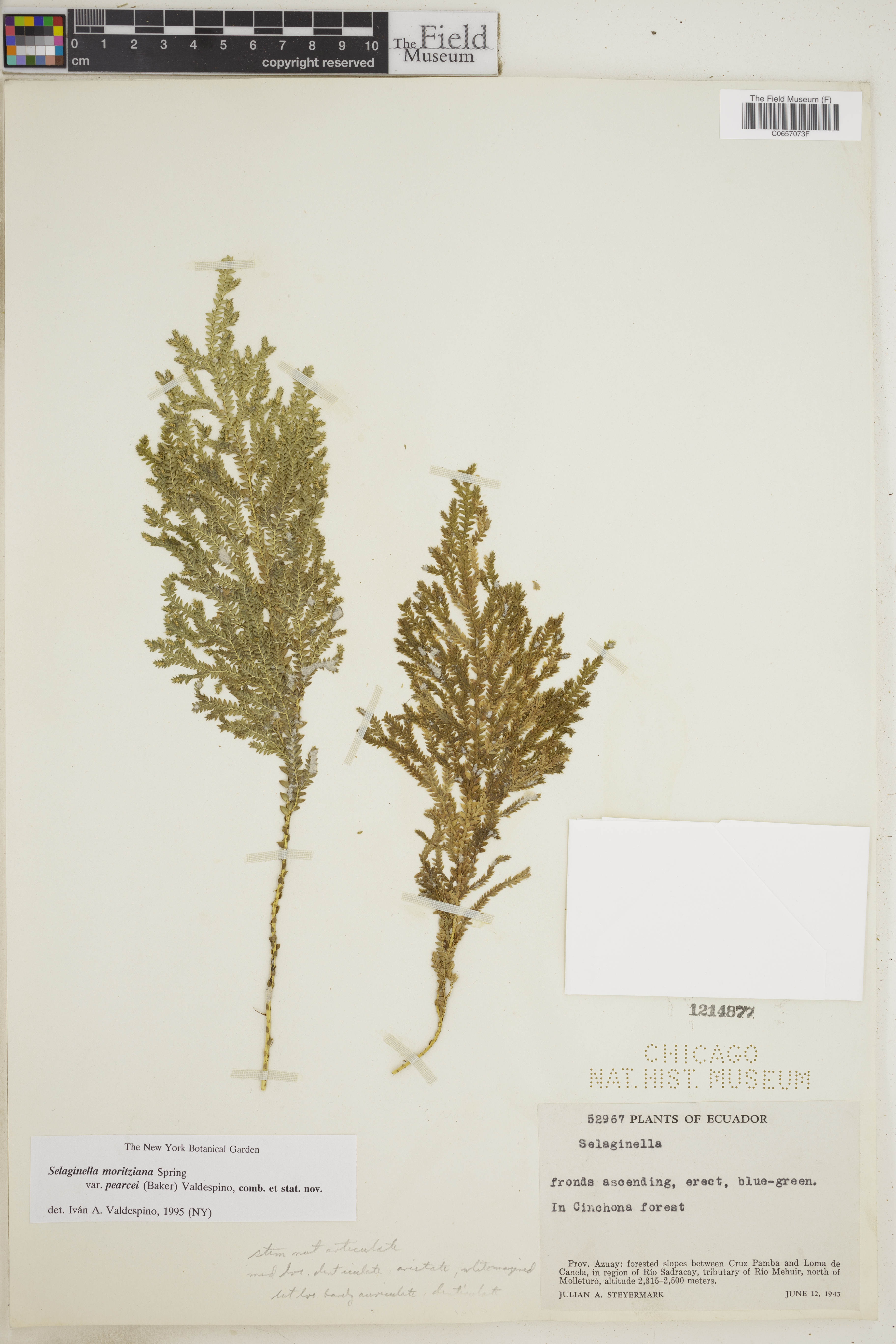 Selaginella moritziana image