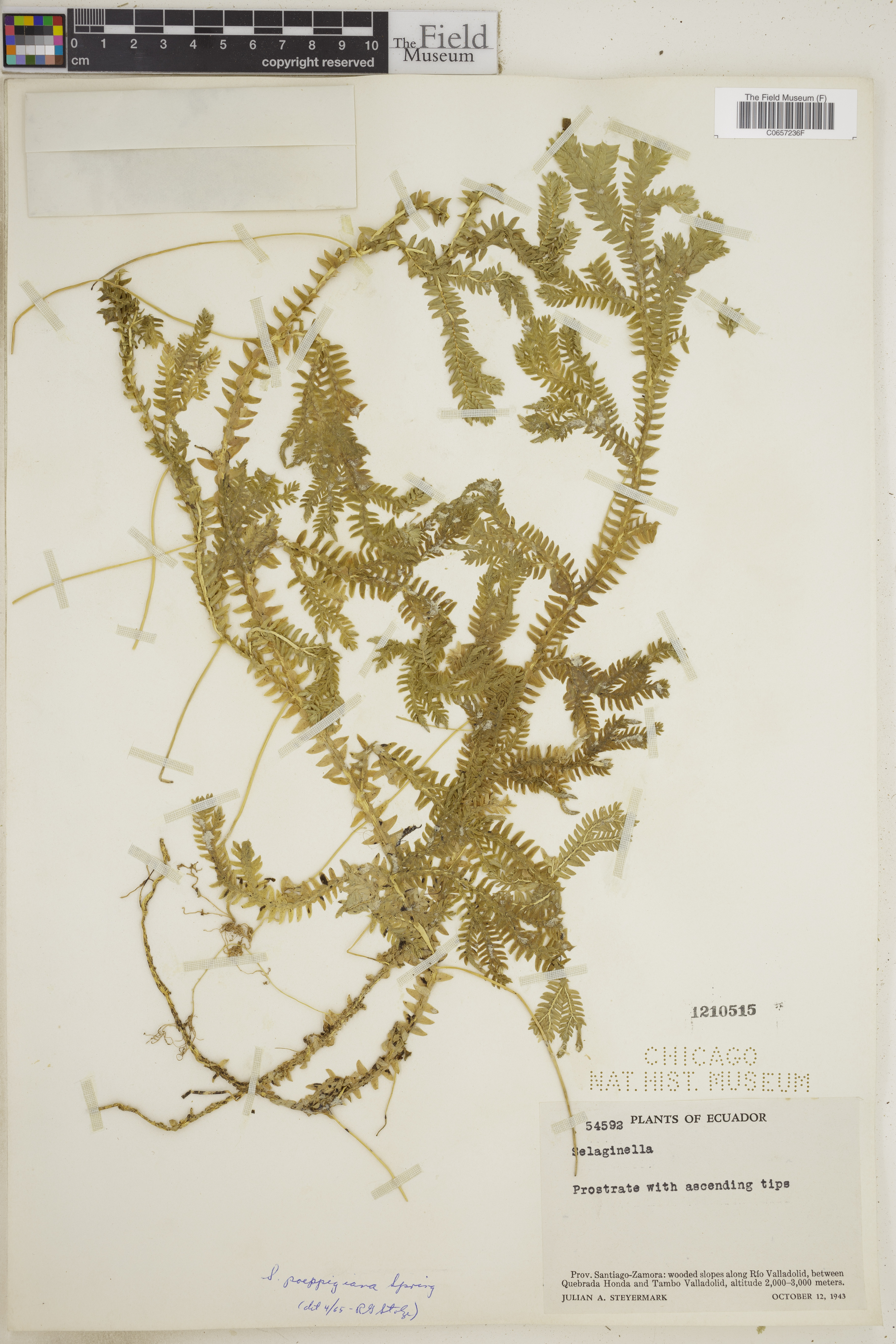 Selaginella poeppigiana image