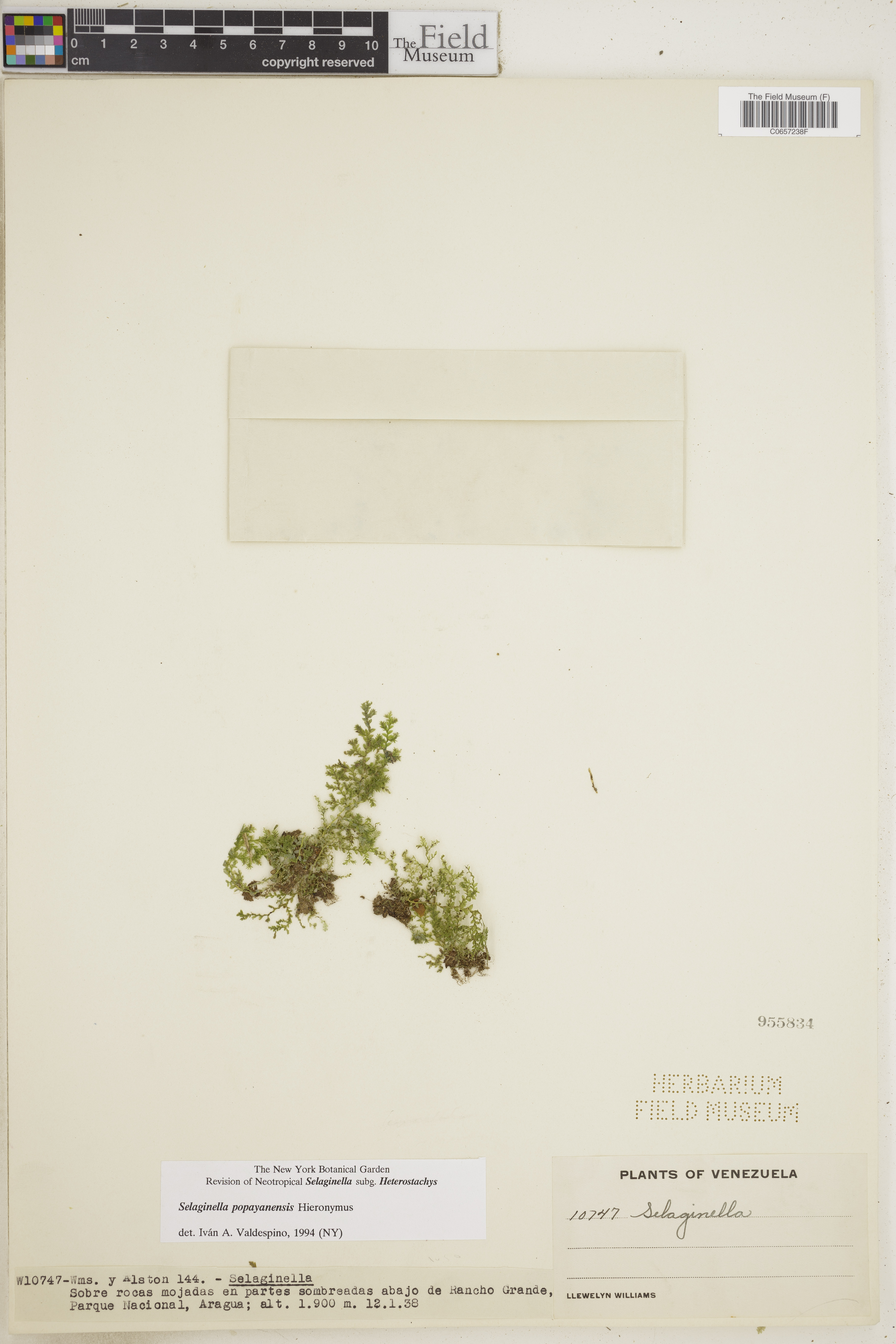 Selaginella popayanensis image