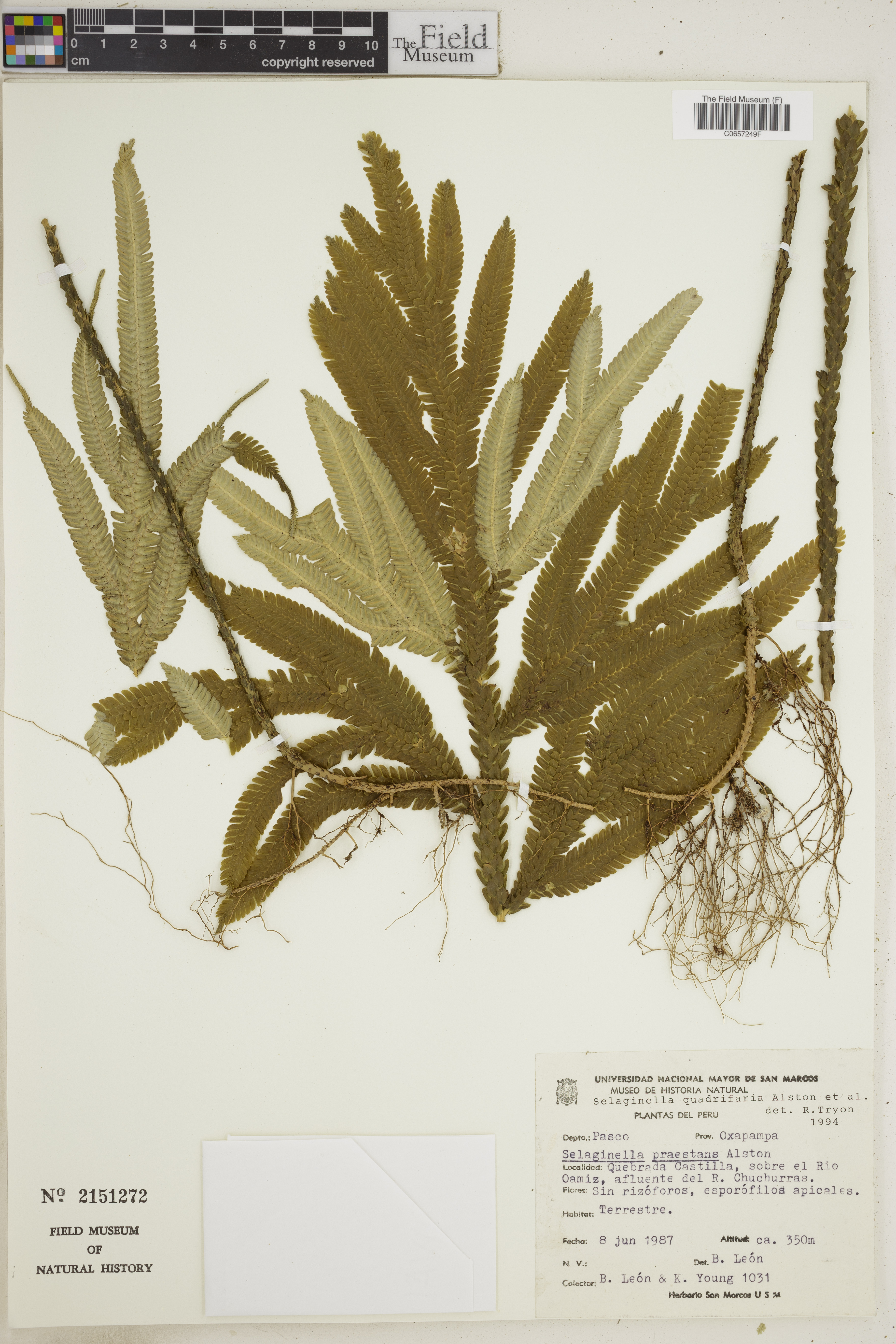 Selaginella praestans image