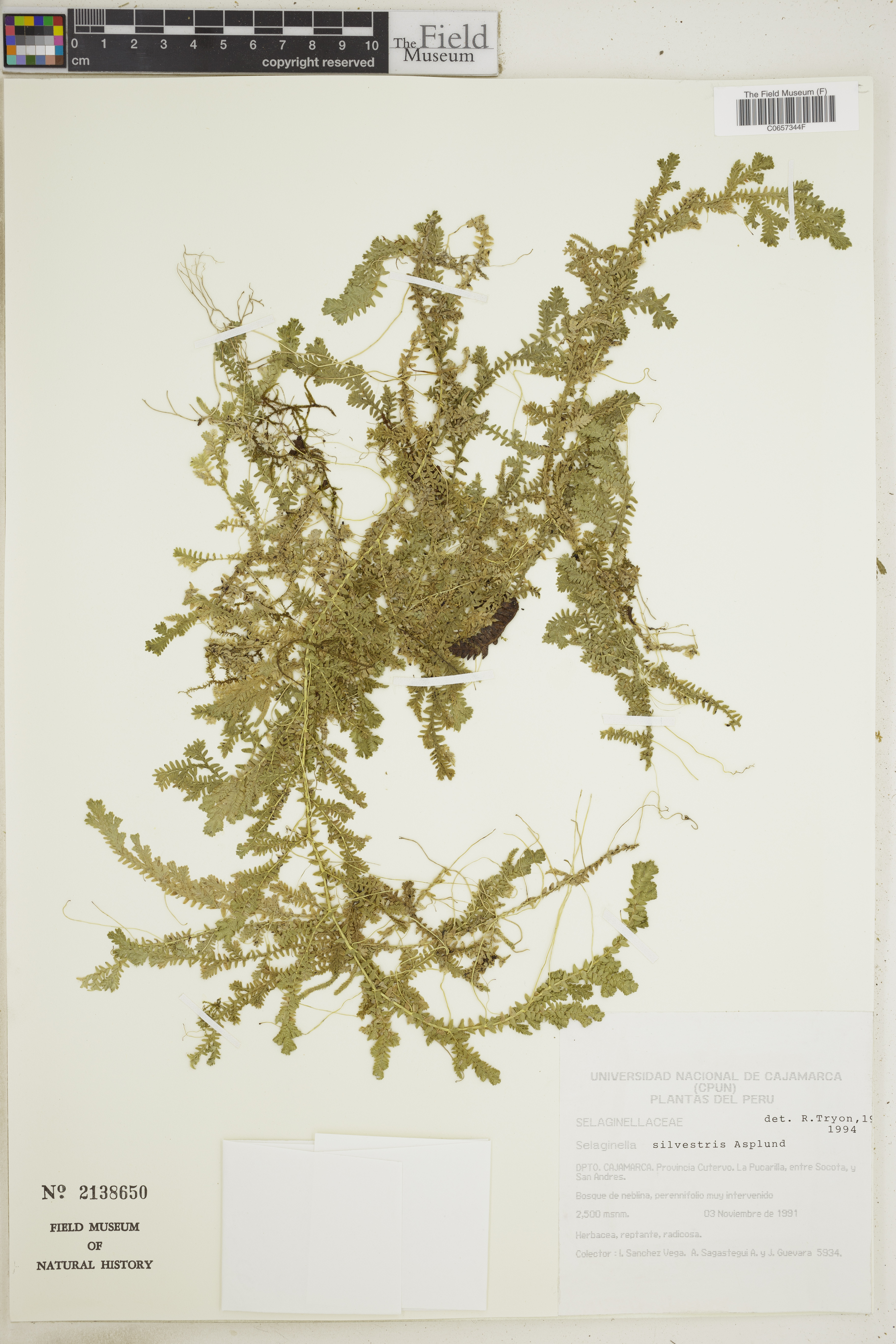 Selaginella silvestris image