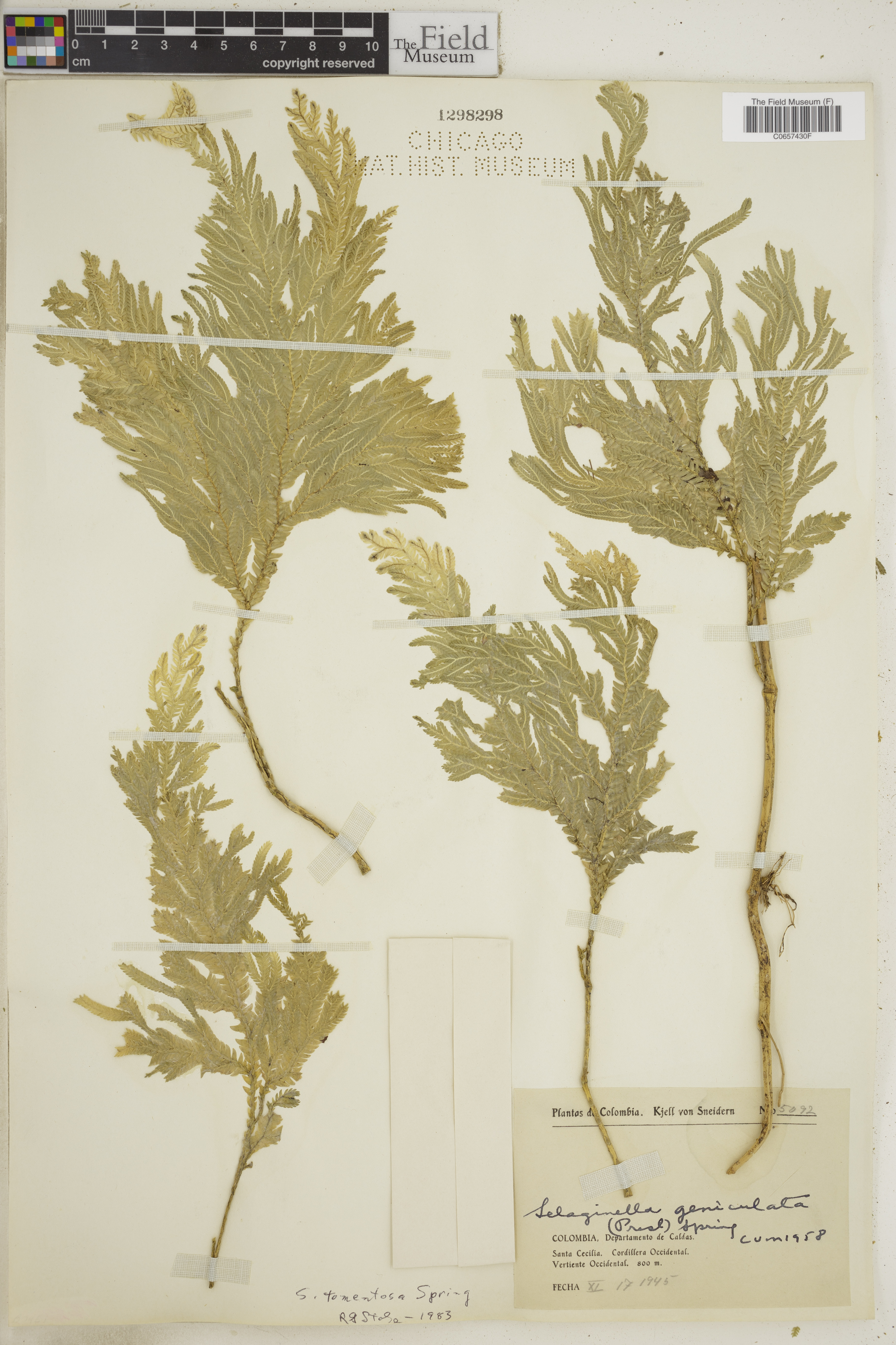 Selaginella tomentosa image