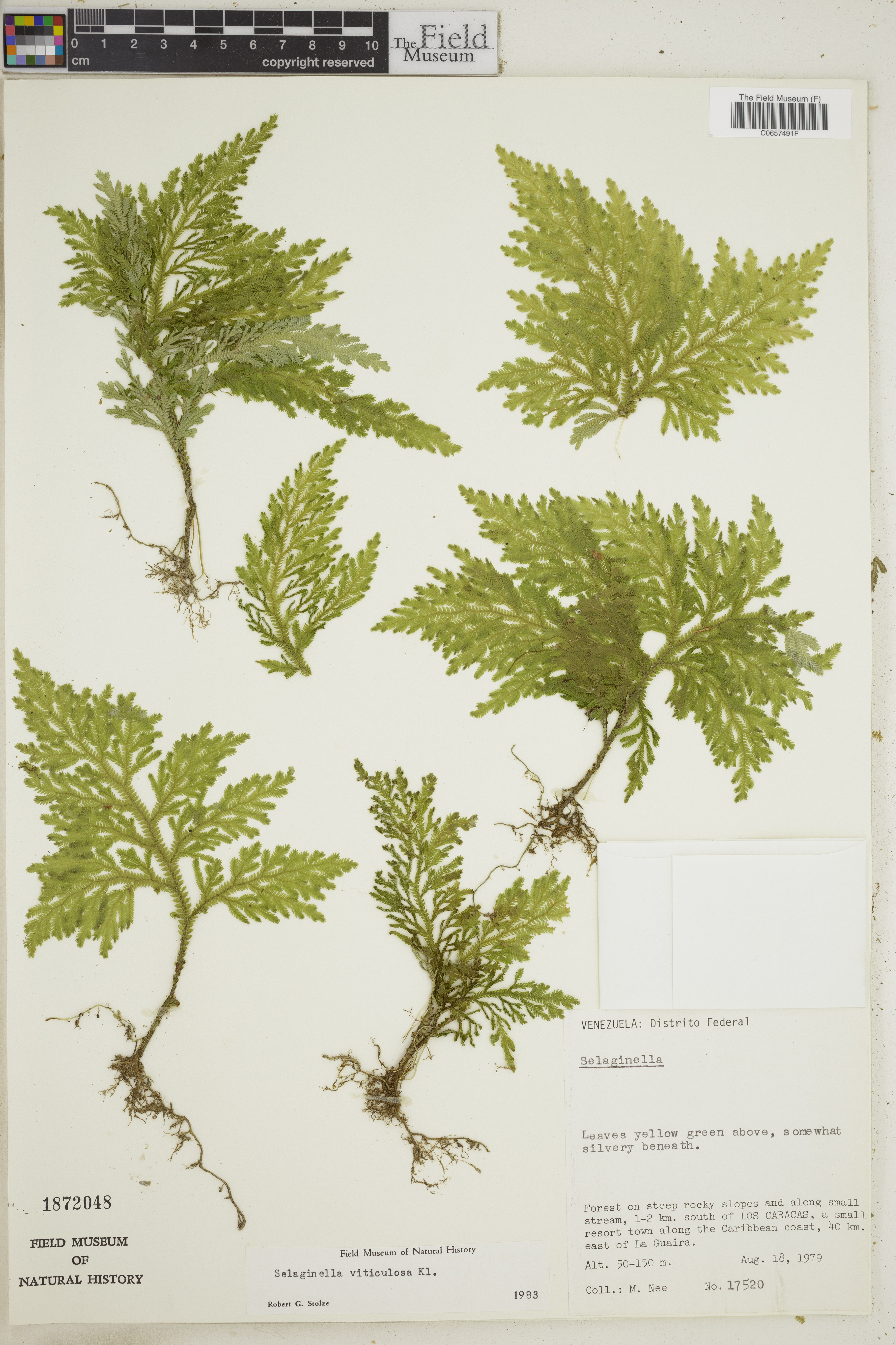 Selaginella viticulosa image