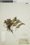 Adiantum sessilifolium image