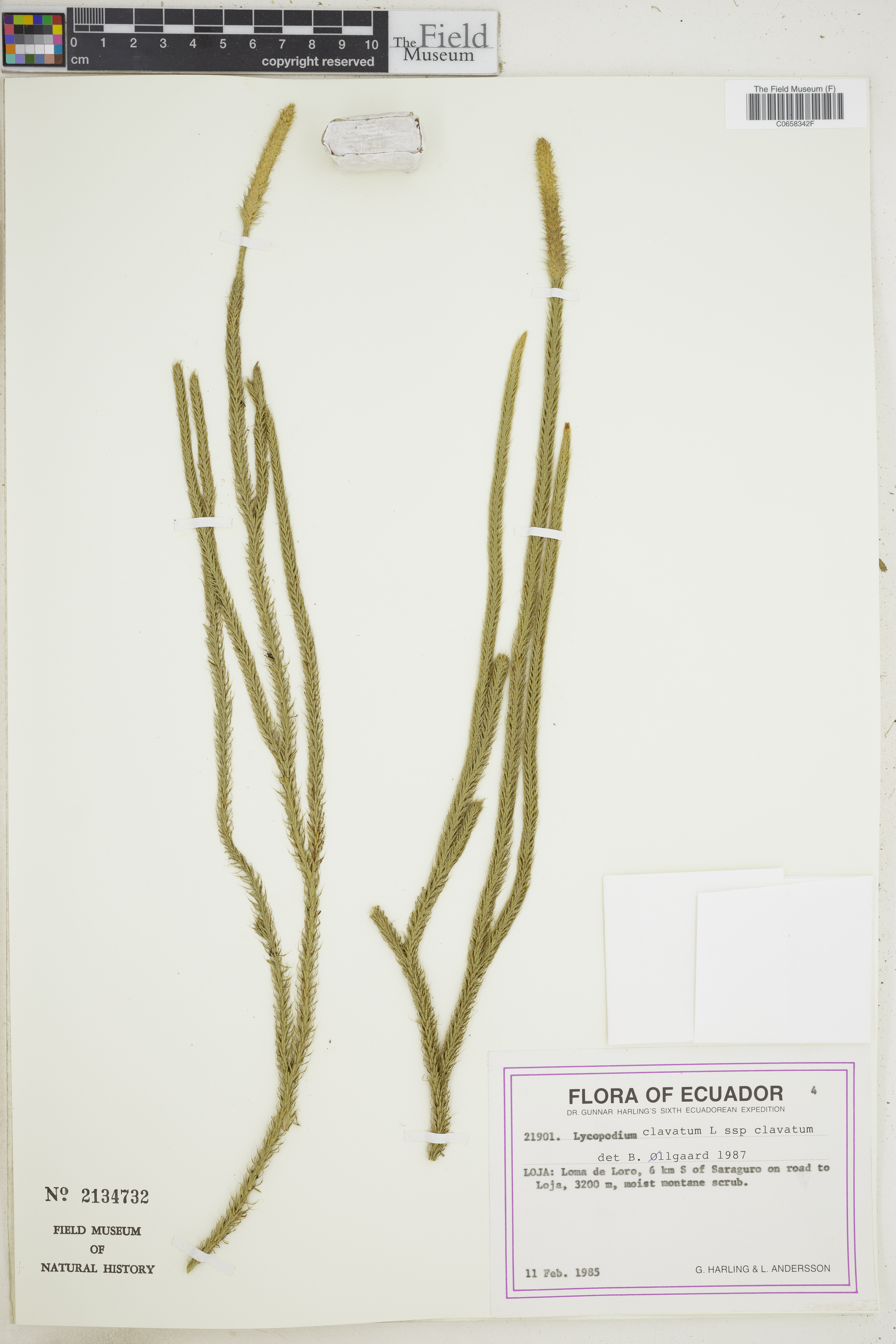 Lycopodium image