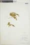 Lycopodium magellanicum image