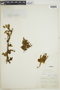 Lycopodium magellanicum image