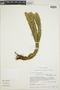 Lycopodium weddellii image