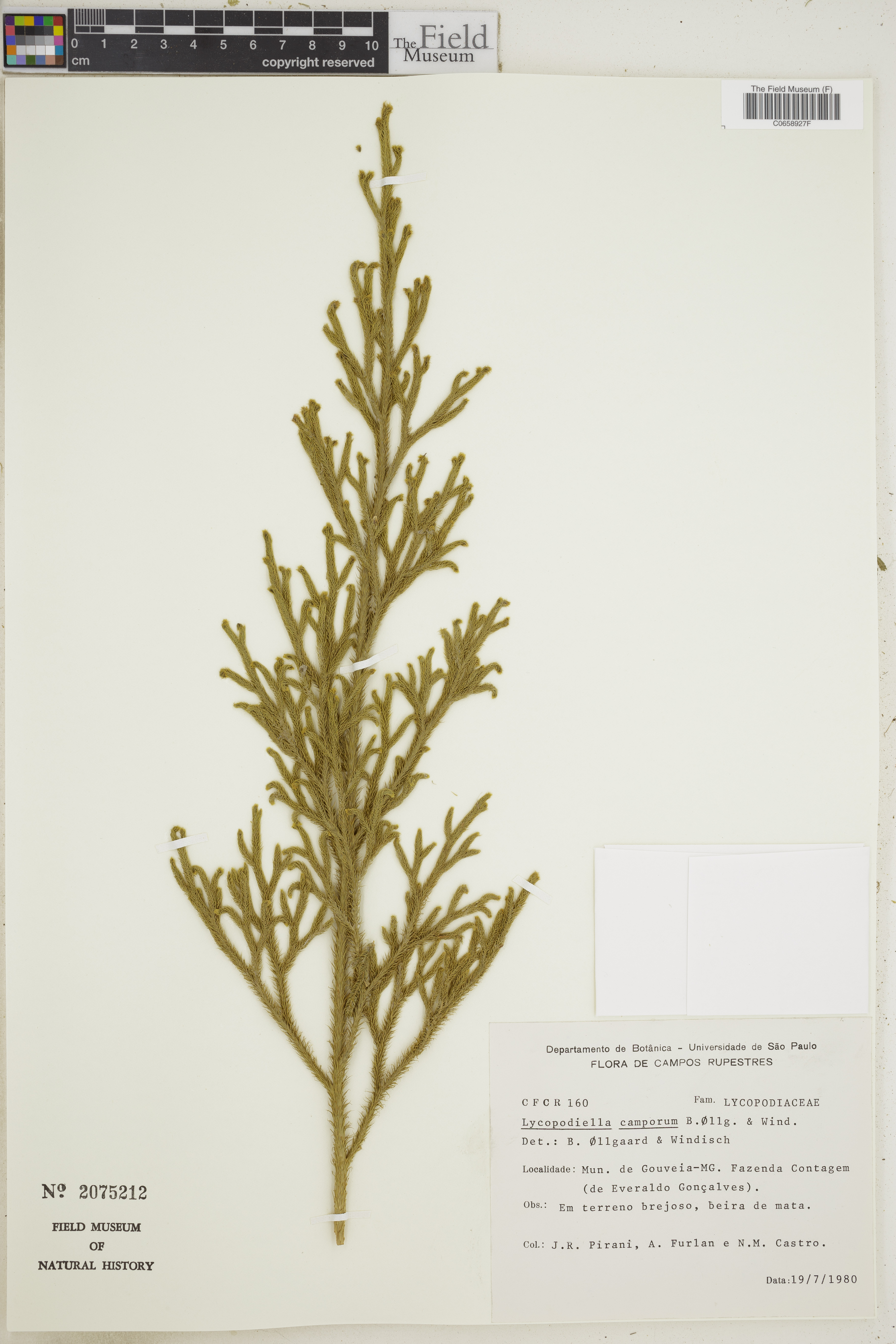 Lycopodiella camporum image