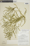Lycopodium thyoides image