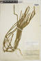 Lycopodium vestitum image