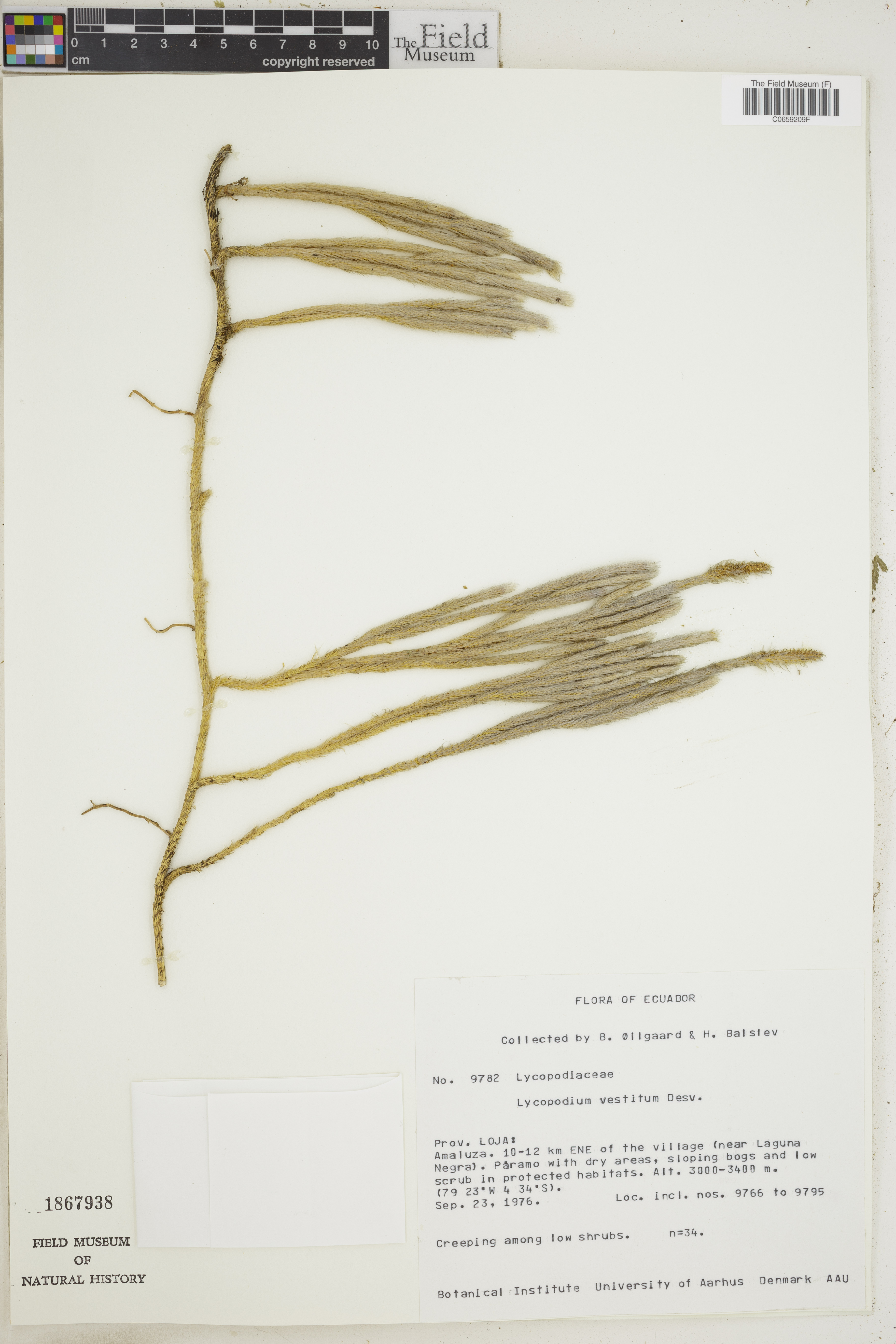 Lycopodium vestitum image