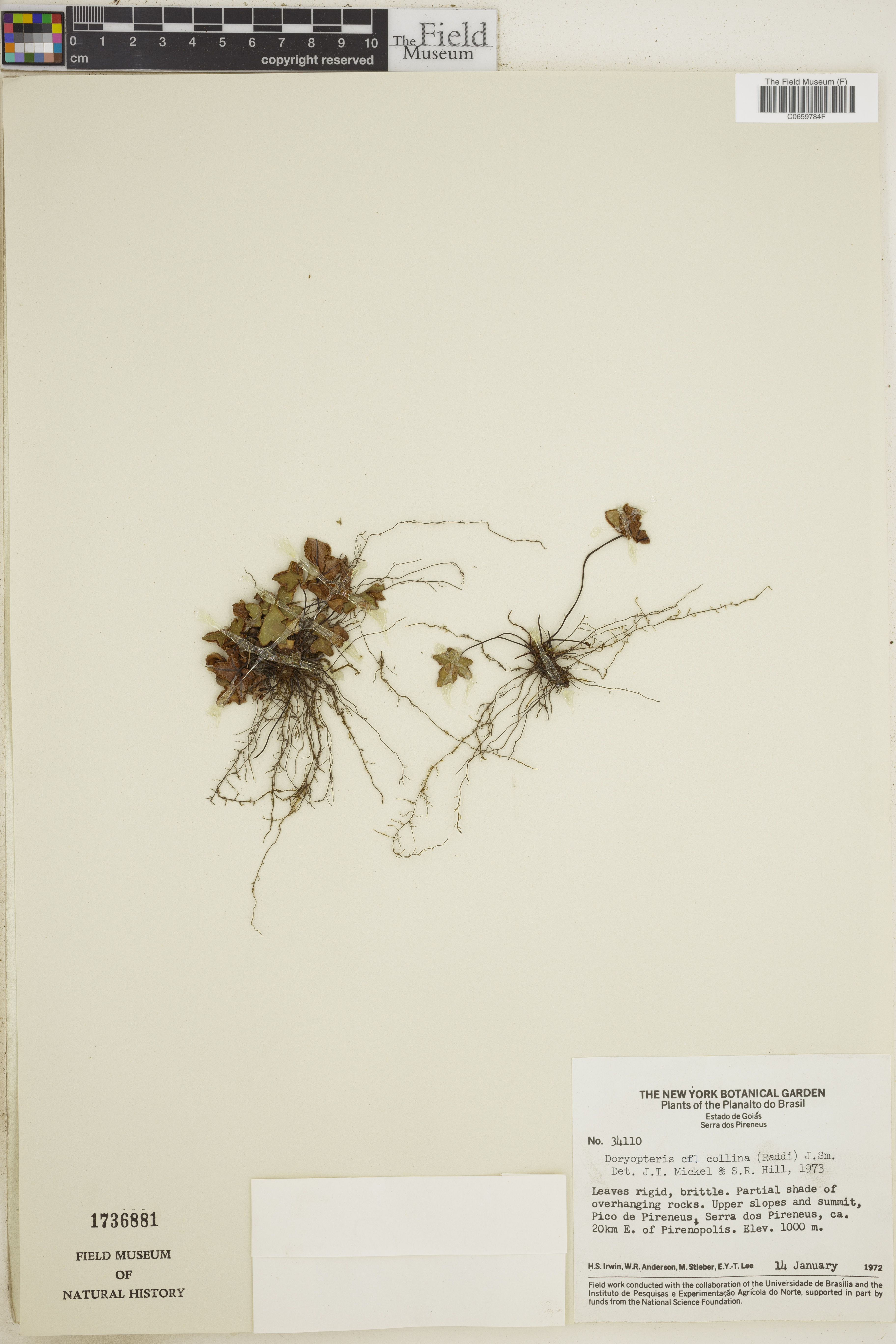 Doryopteris collina image
