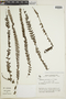 Jamesonia auriculata image