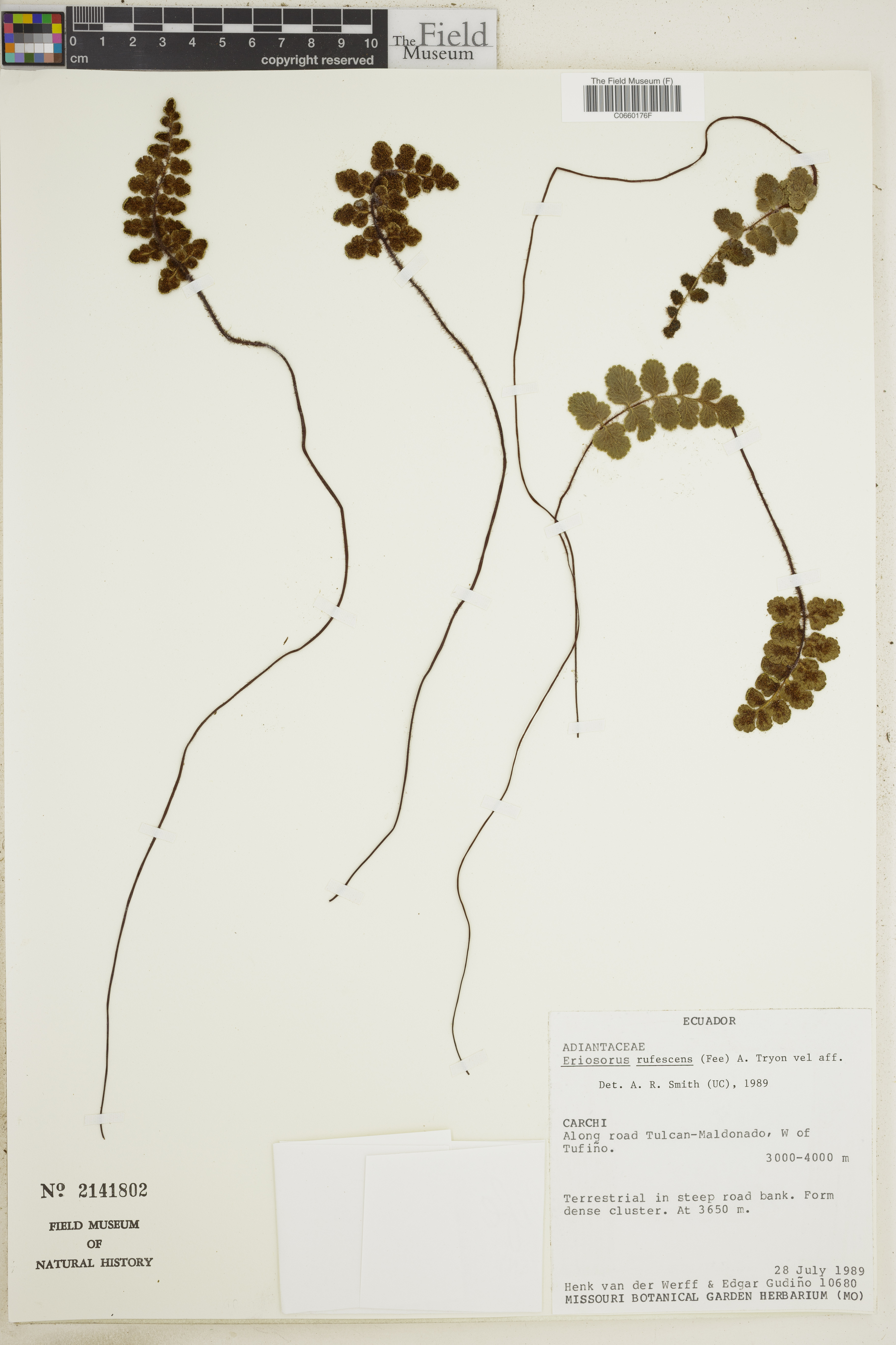Eriosorus rufescens image