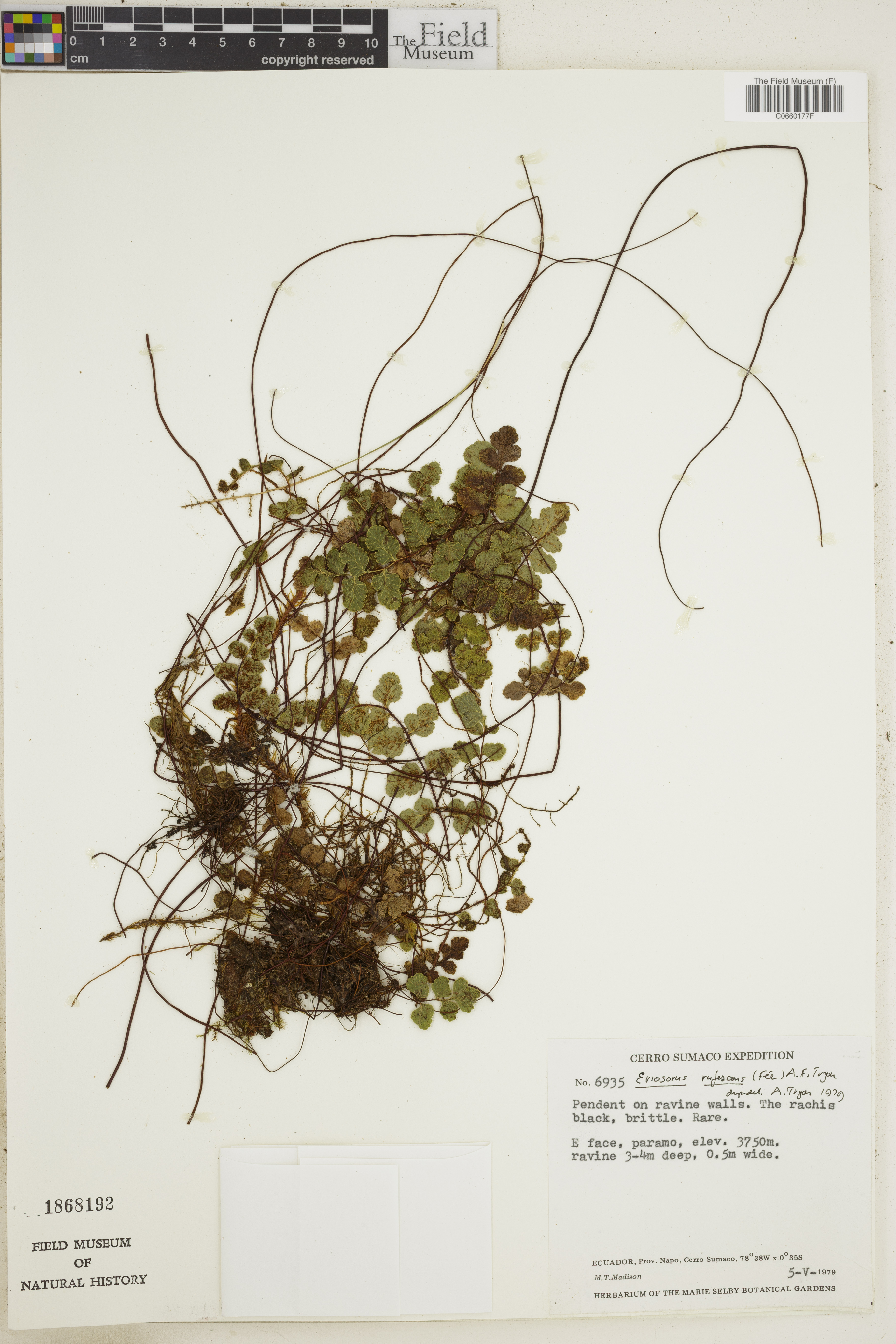 Eriosorus rufescens image