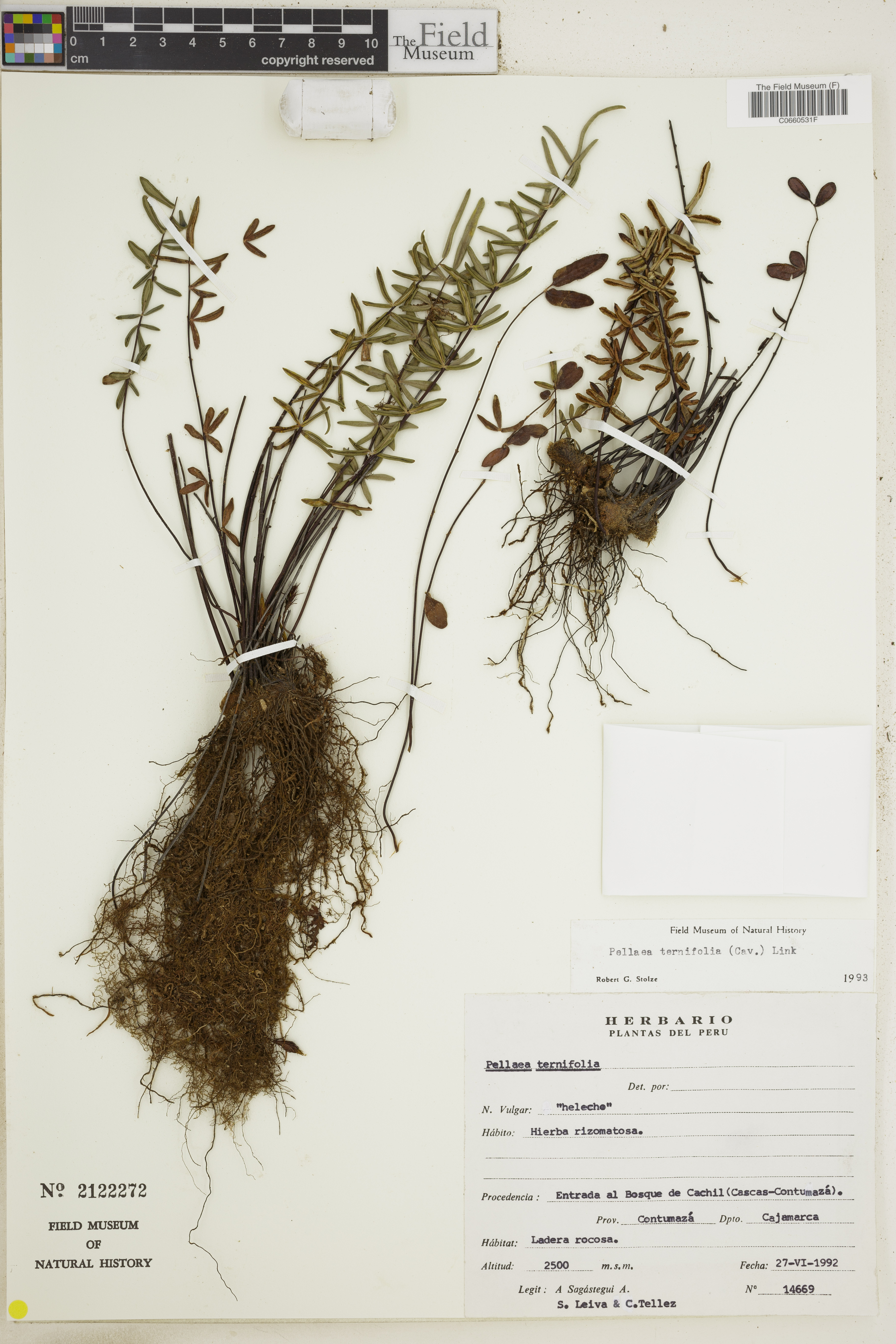 Pellaea ternifolia image
