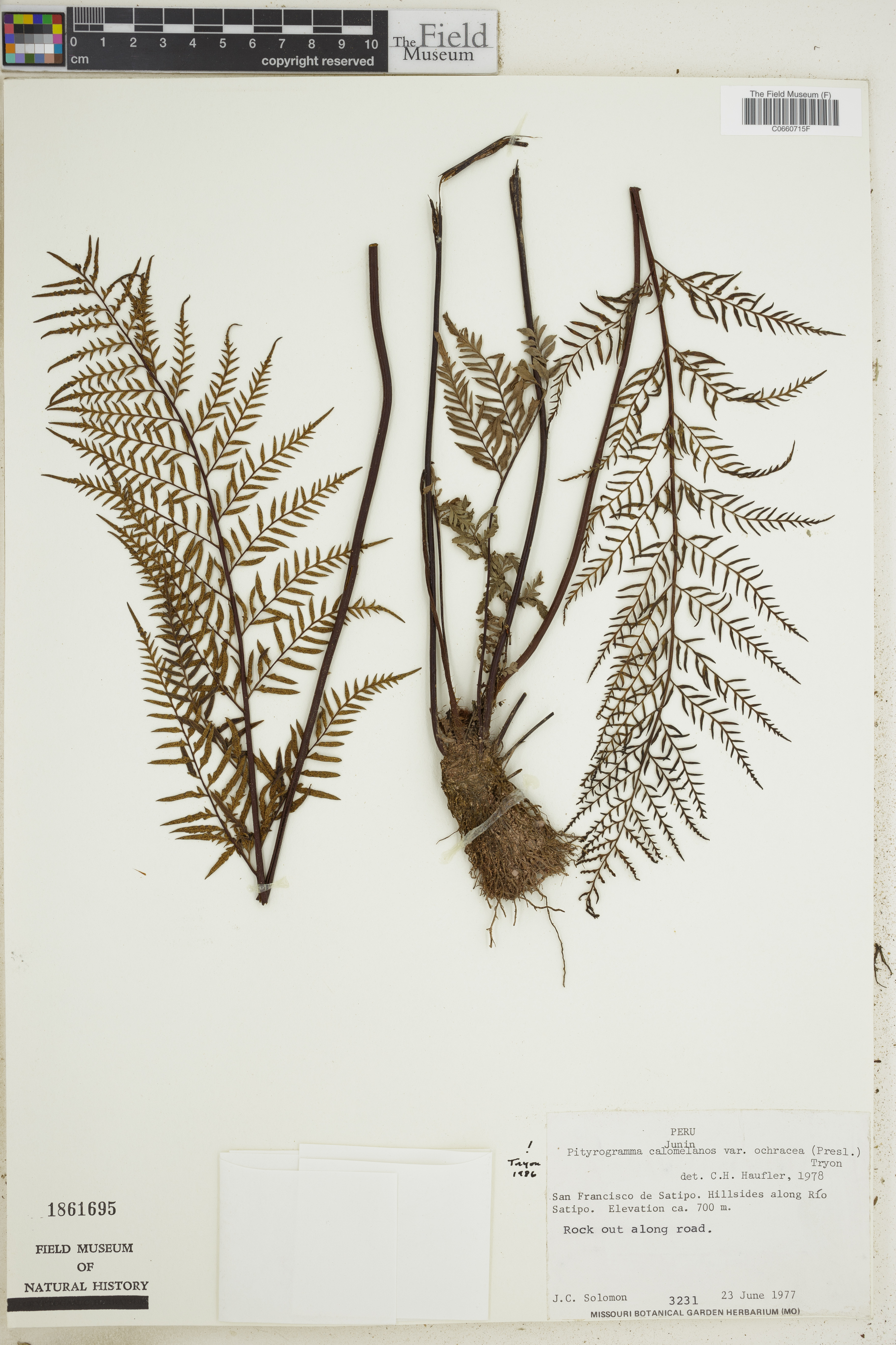 Pityrogramma calomelanos var. ochracea image