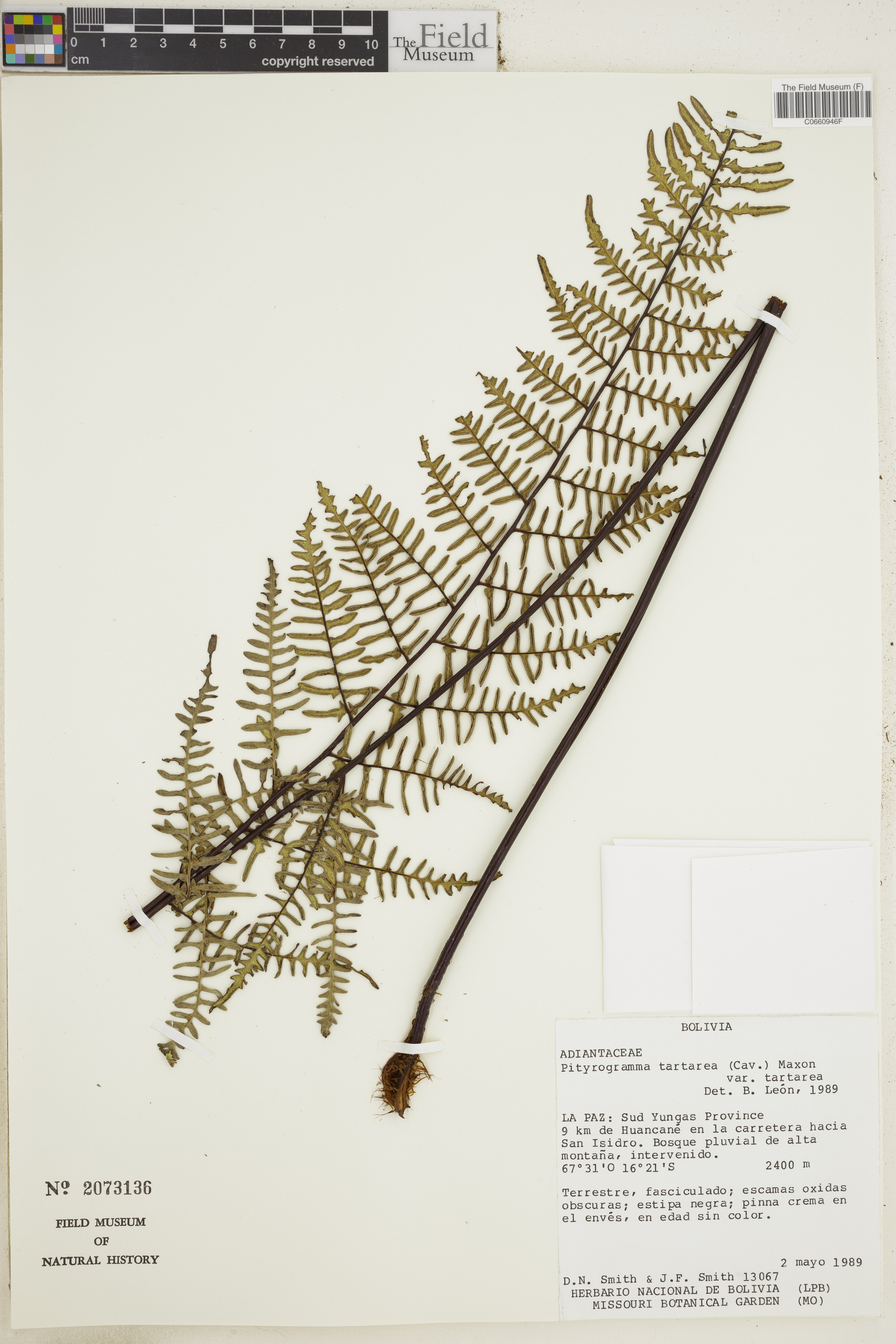 Pityrogramma ebenea image