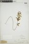 Pityrogramma trifoliata image