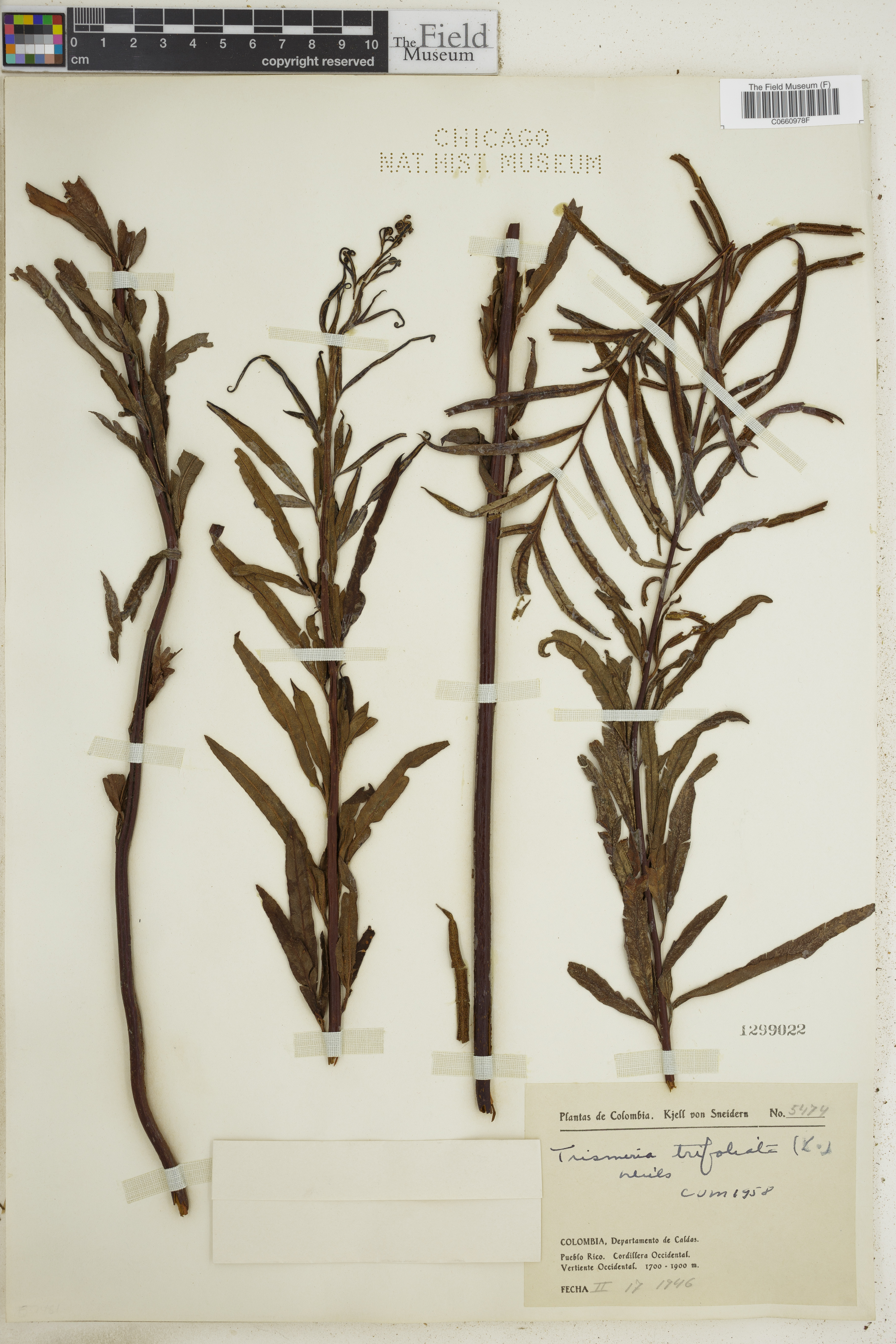 Trismeria trifoliata image