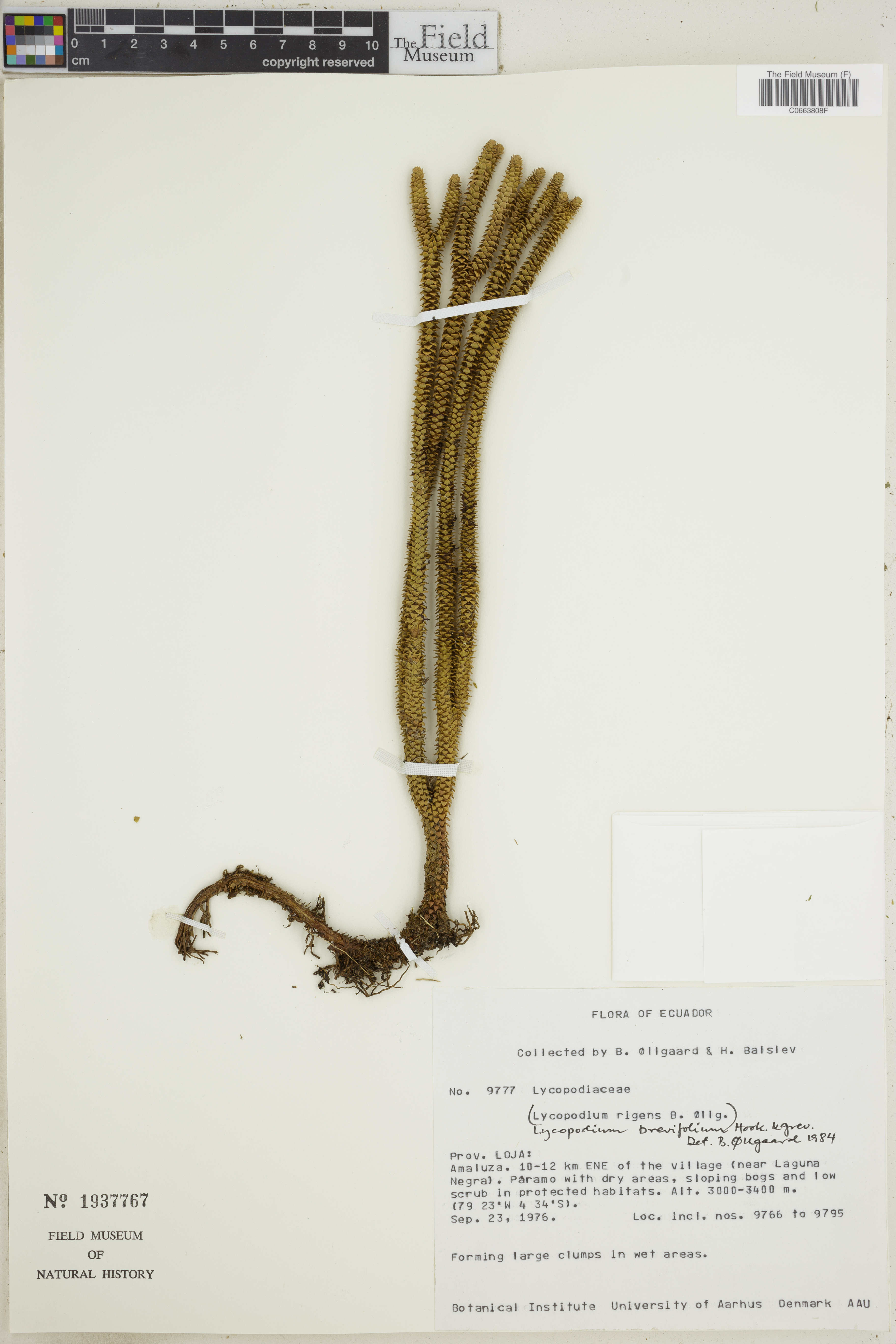 Phlegmariurus brevifolius image