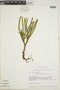 Lycopodium ecuadoricum image