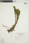 Lycopodium ecuadoricum image