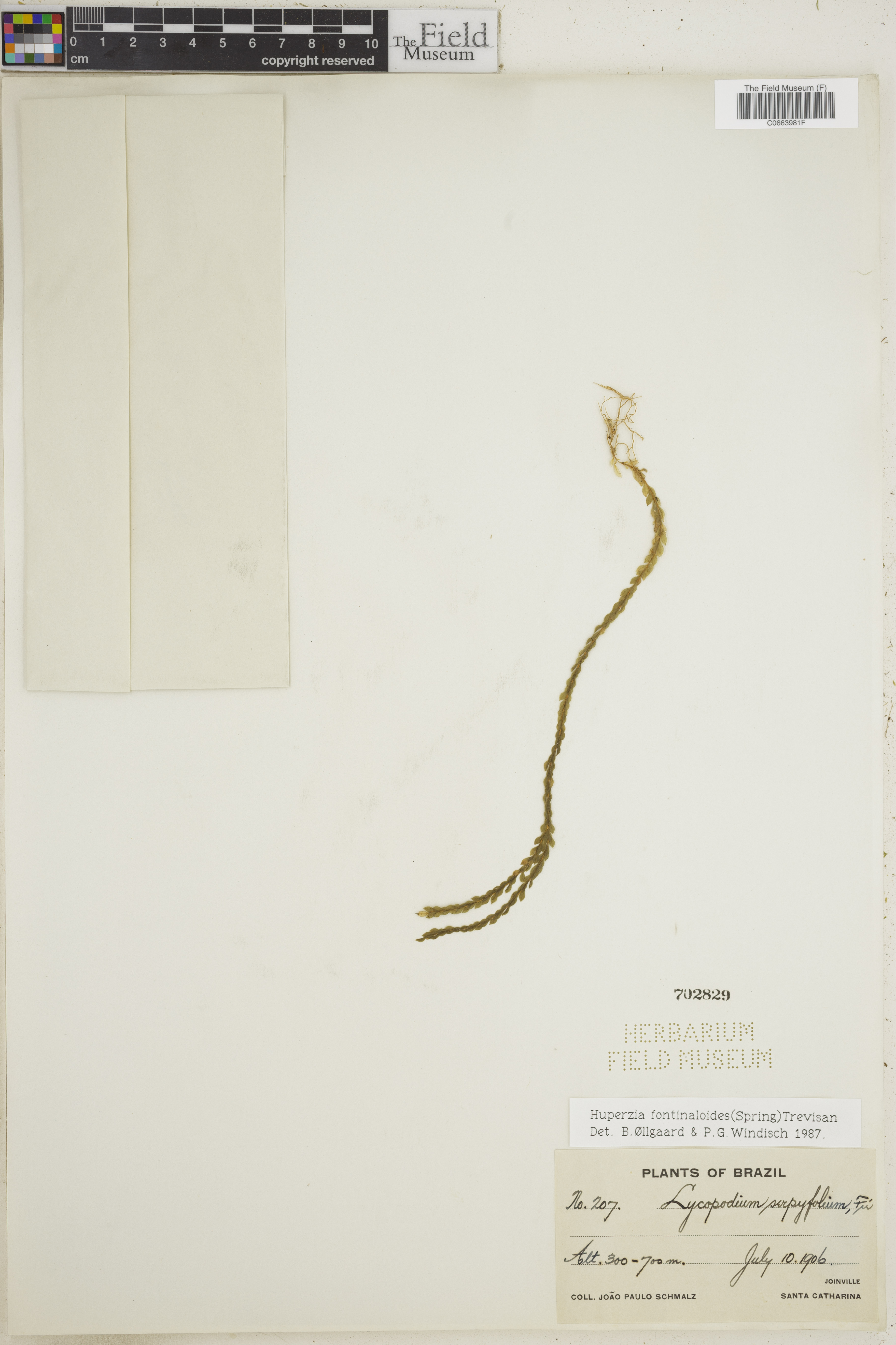 Huperzia fontinaloides image